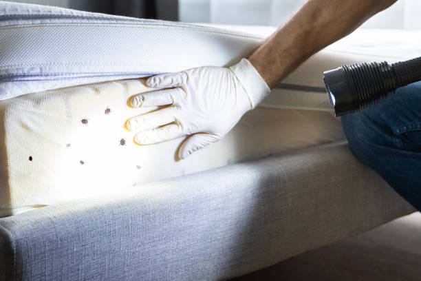 Best Flea Control Services  in Mino, CA