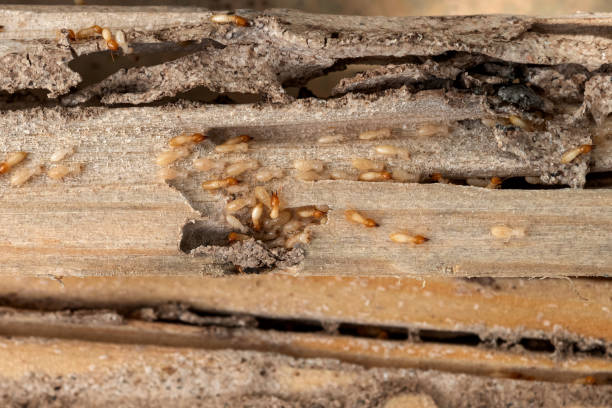 Best Wildlife Control Services  in Mino, CA