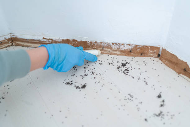 Professional Pest Control in Camino, CA